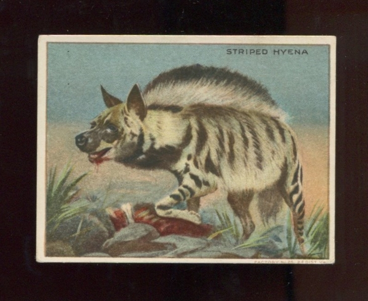 T29 Hassan Tobacco Animals Blank Back Stryped Hyena Card