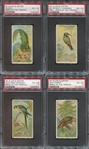 N5 Birds of the Tropics Lot of (4) PSA4 Graded Cards