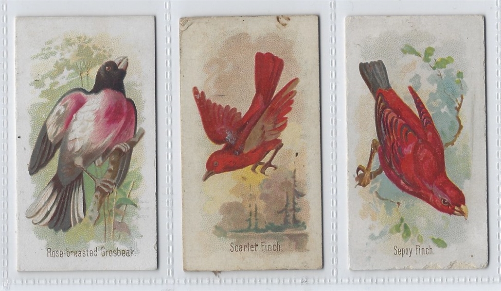 N23 Allen & Ginter Song Birds of the World Lot of (13) Cards