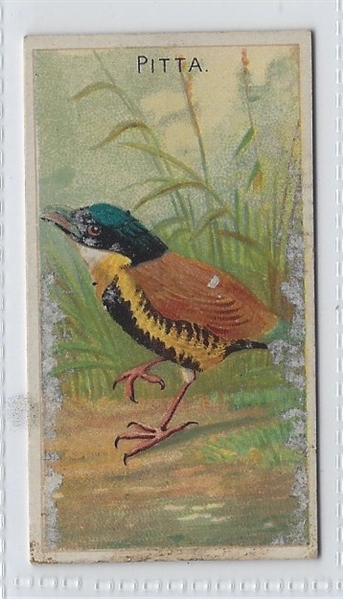 N5 Allen & Ginter Birds of the Tropics Lot of (21) Cards