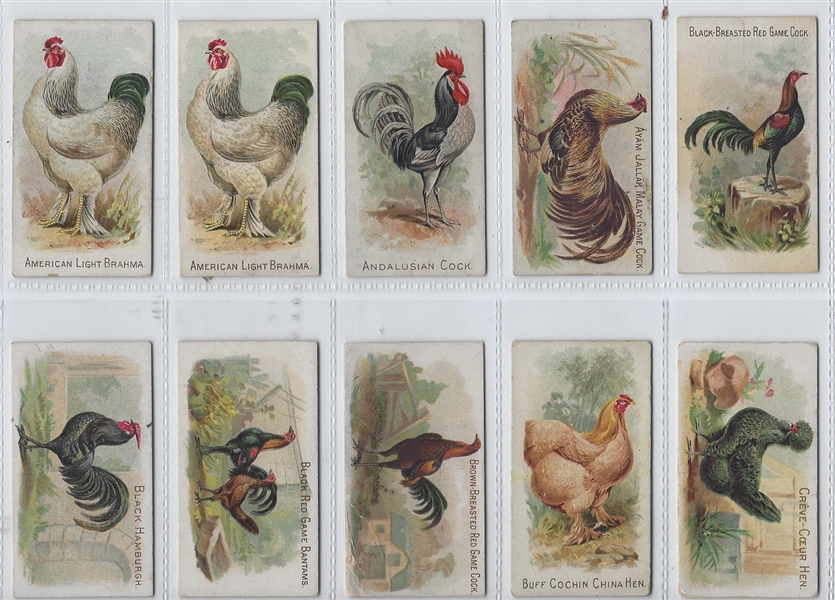 N20 Allen & Ginter Prize & Game Chickens Lot of (26) Cards