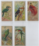 N5 Allen & Ginter Birds of the Tropics Lot of (5) Cards