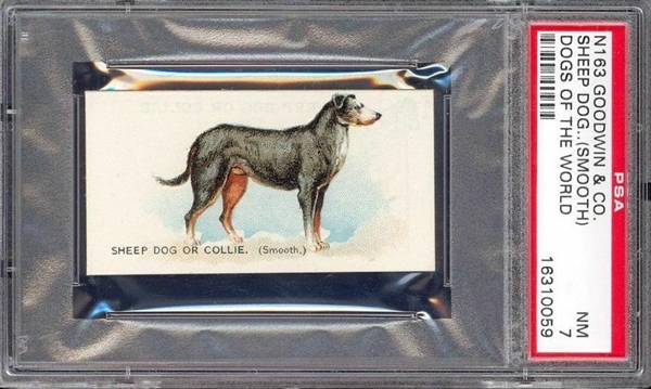 N163 Goodwin & Co Dogs of the World - Sheep Dog PSA7 NM
