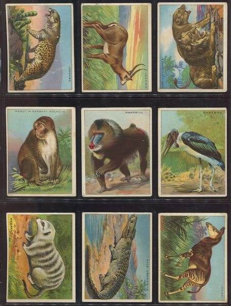 T29 Hassan Animals Complete Set of (80) Cards