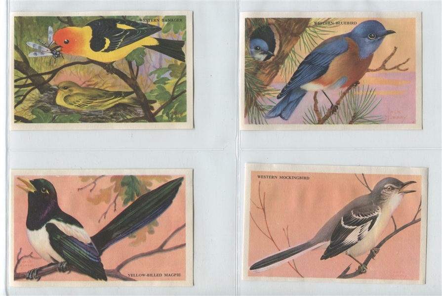 Kelloggs Bird Card Near Complete Set (20/24) Cards