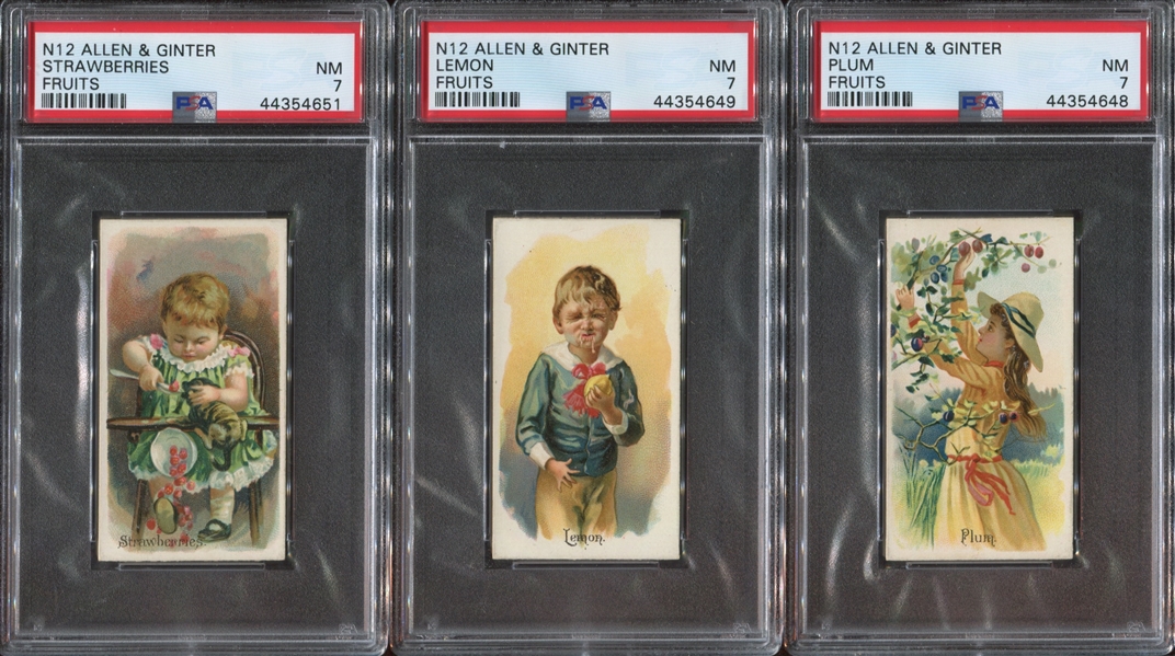 N12 Allen & Ginter Fruits Lot of (3) PSA7 NM Cards