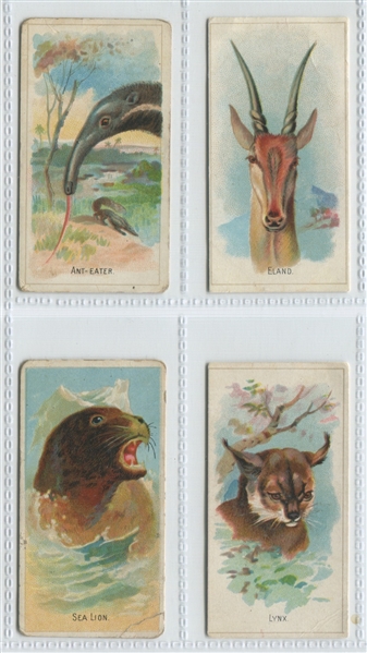 N-UNC Old Judge Wild Animals of the World (Like N25 A&G) Lot of (4) TOUGH Cards