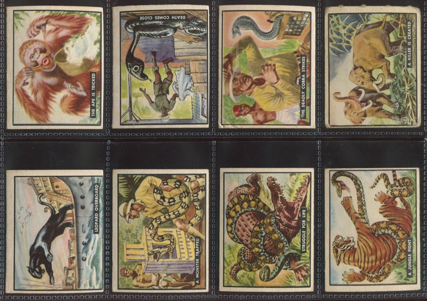 1950 Topps Bring 'Em Back Alive Complete Set of (100) Cards