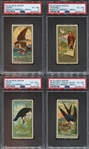 N4 Allen & Ginter Birds of America Lot of (4) PSA-Graded Cards