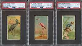 N5 Allen & Ginter Birds of the Tropics Lot of (3) PSA6-Graded Cards