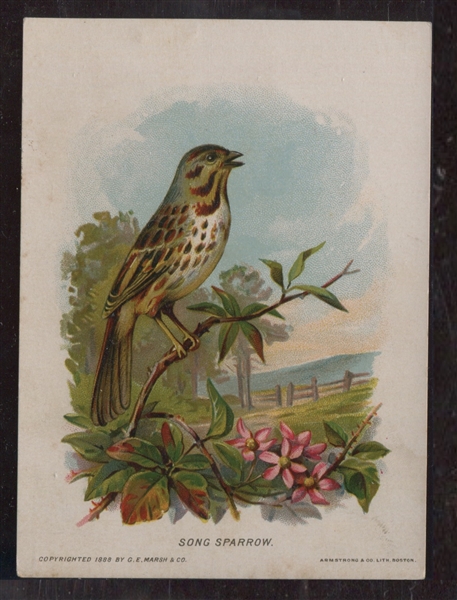 H689 Good-Will Soap New England Birds Lot of (3) Different Cards 