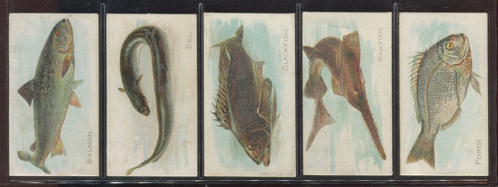 N8 Allen & Ginter Fish From American Waters Lot of (5) Cards