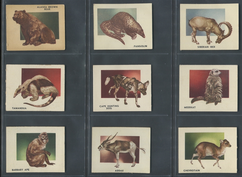 1951 Topps Animals of the World Lot of (XX) Cards