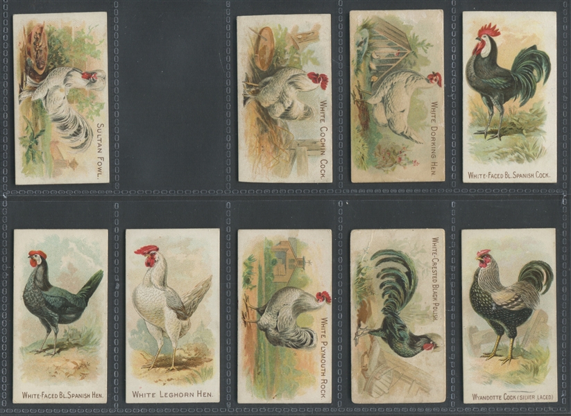 N20 Allen & Ginter Prize and Game Chickens Near Complete Set (49/50) Cards