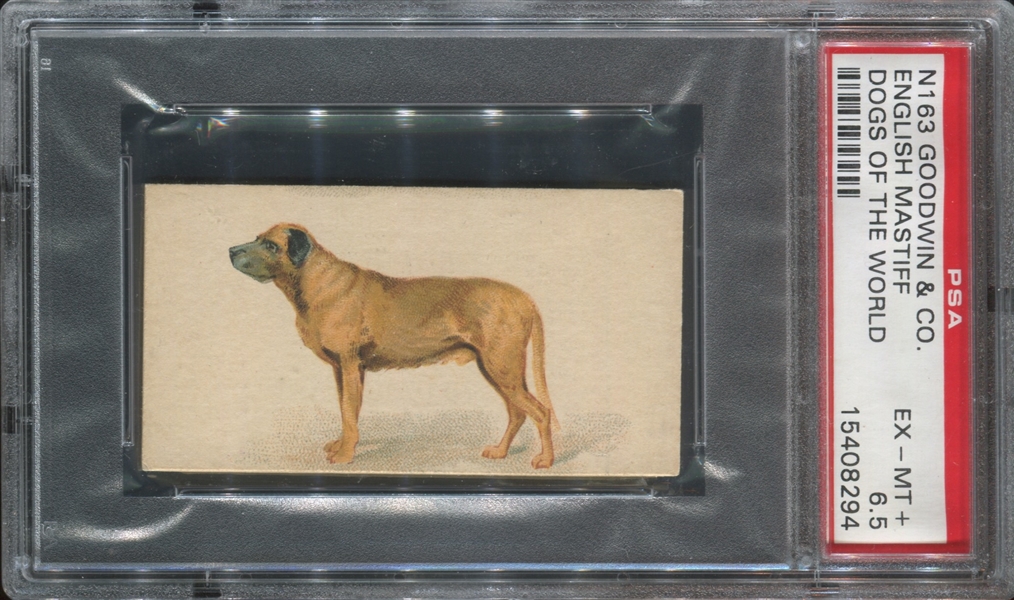 N163 Goodwin Old Judge Dogs of the World English Mastiff PSA6.5 EX-MT+