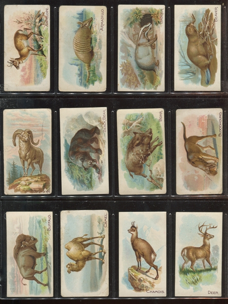 E28 Philadelphia Caramel Zoo Caramels (as A&G Quadrupeds) Complete Set of (50) Cards