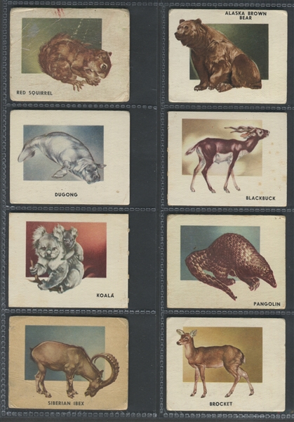 1950 Topps Animals Near Complete Set (97/100)