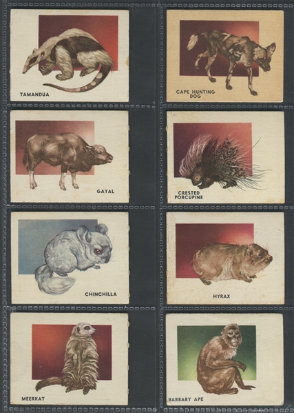 1950 Topps Animals Near Complete Set (97/100)