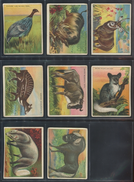 T29 Hassan Cigarettes Animals Complete Set of (80) Cards