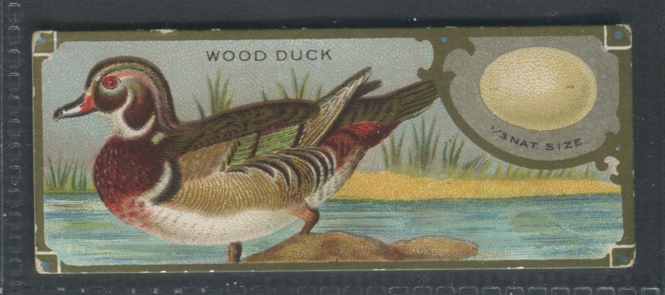 E225 Sen-Sen Chiclets Accurate Bird Studies Lot of (11) Cards