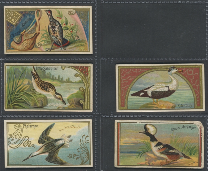 N13 Allen & Ginter Game Birds Lot of (13) Cards