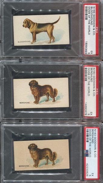 N163 Goodwin Old Judge Dogs of the World Lot of (6) PSA5 EX Graded Cards