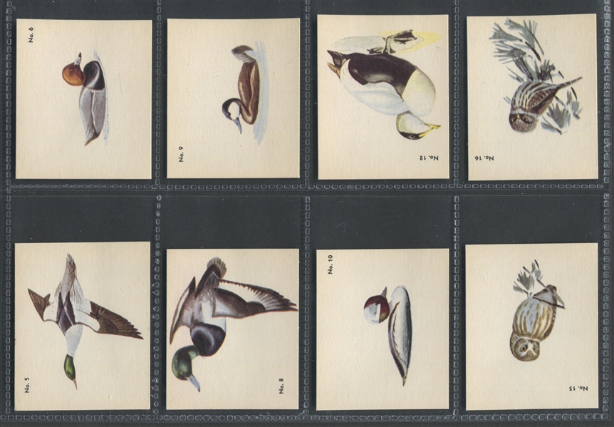 V339-2 Parkhurst Gum Audubon Birds Lot of (36) High Grade Cards