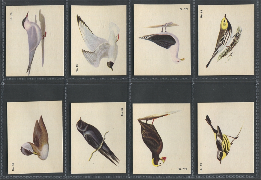 V339-2 Parkhurst Gum Audubon Birds Lot of (36) High Grade Cards