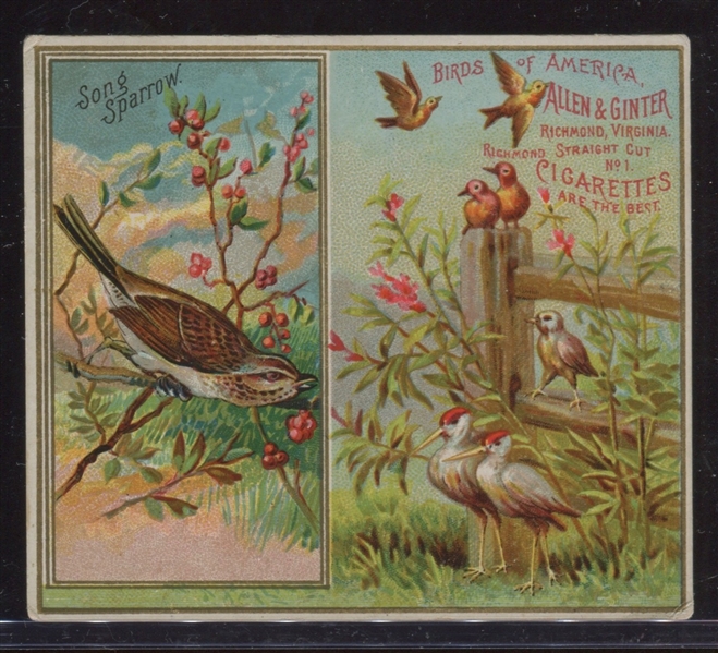 N37 Allen & Ginter Birds of America Lot of (5) Cards