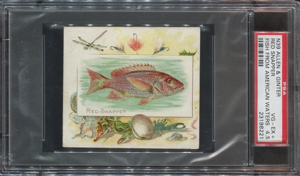 N39 Allen & Ginter Fish from American Waters Red Snapper PSA4.5 VG-EX+