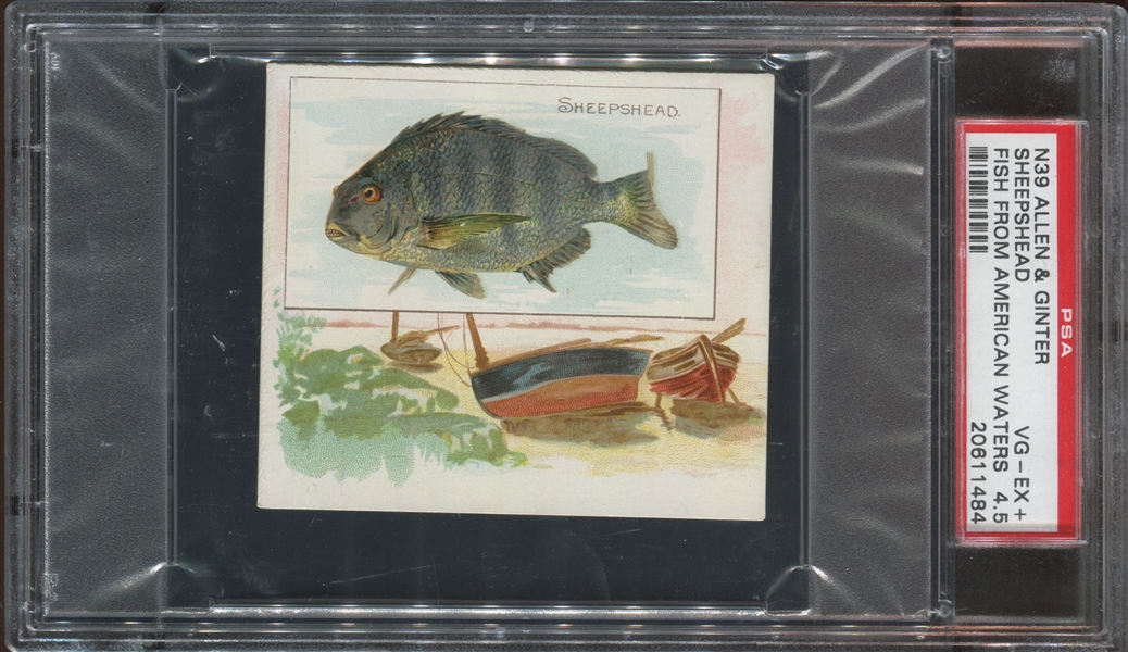 N39 Allen & Ginter Fish from American Waters Sheepshead PSA4.5 VG-EX+