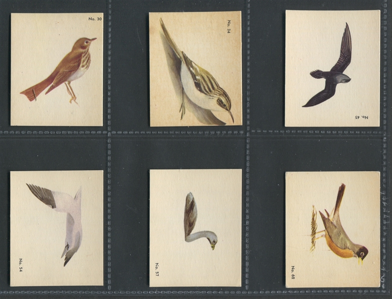 V339-2 Parkhurst Audubon Bird Cards Lot of (17) High Grade