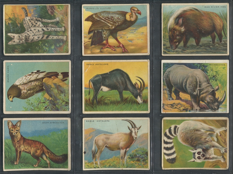 T29 Hassan Cigarettes Animals Lot of (54) Cards
