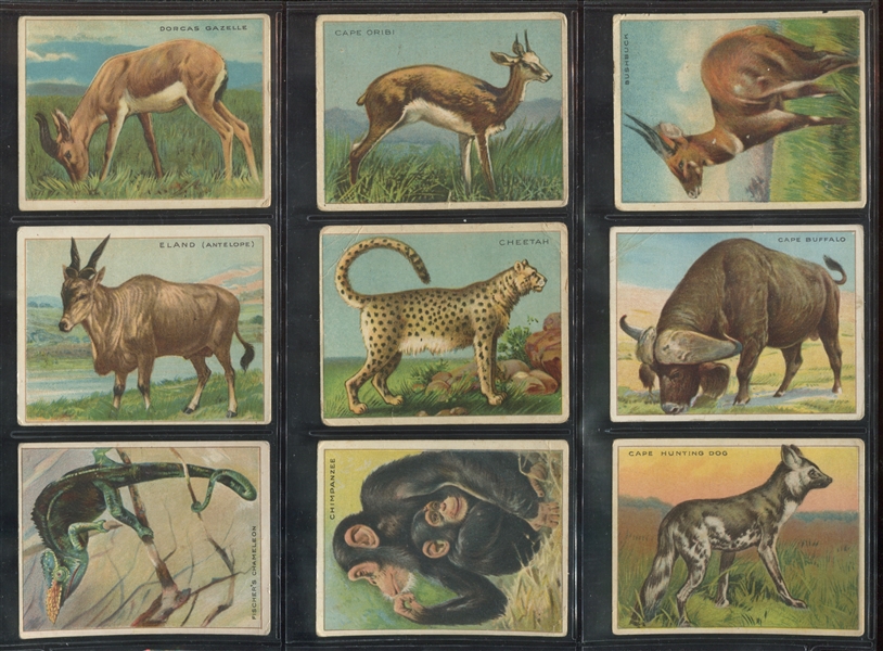 T29 Hassan Cigarettes Animals Lot of (54) Cards