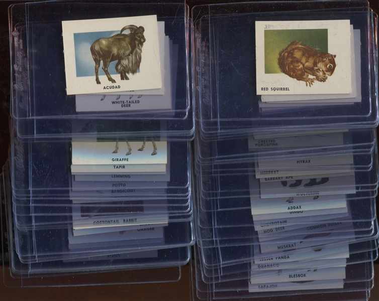 1951 Topps Animals Complete Set of (100) Cards