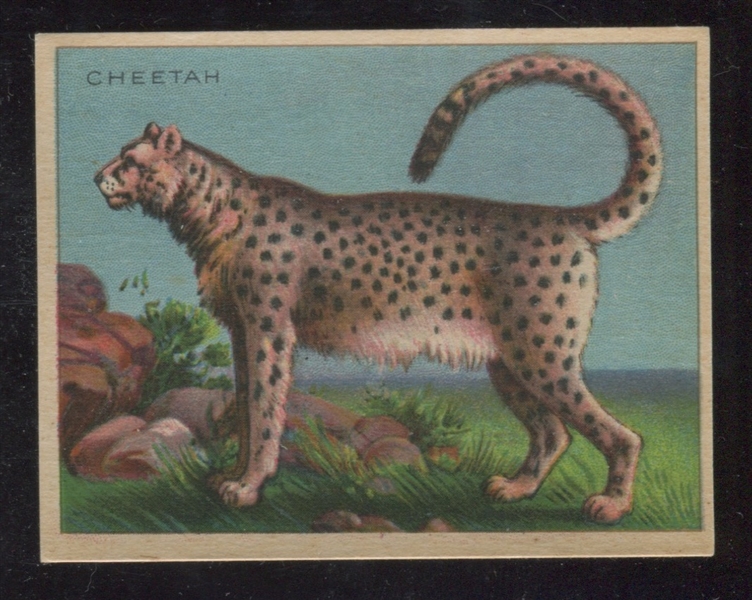 FC1 Harry Horne J Animals Cheetah Type Card