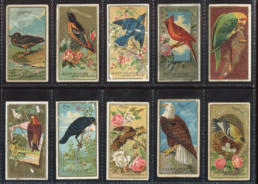 N4 Allen & Ginter Birds of America Lot of (60) Cards