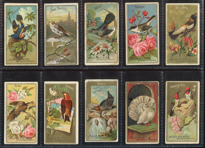 N4 Allen & Ginter Birds of America Lot of (60) Cards