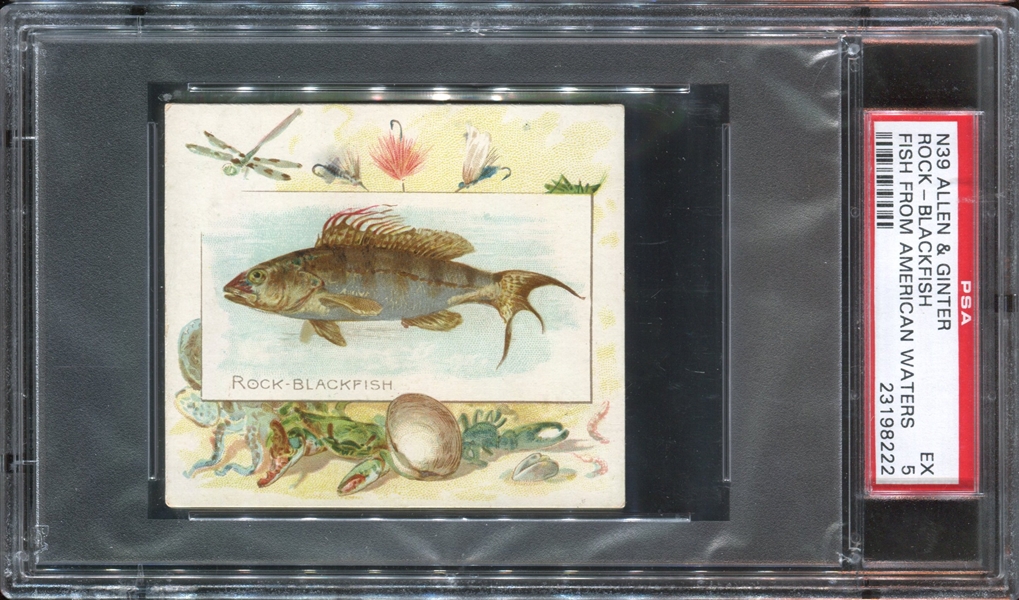 N39 Allen & Ginter Fish from American Waters Rock-Blackfish PSA5 EX