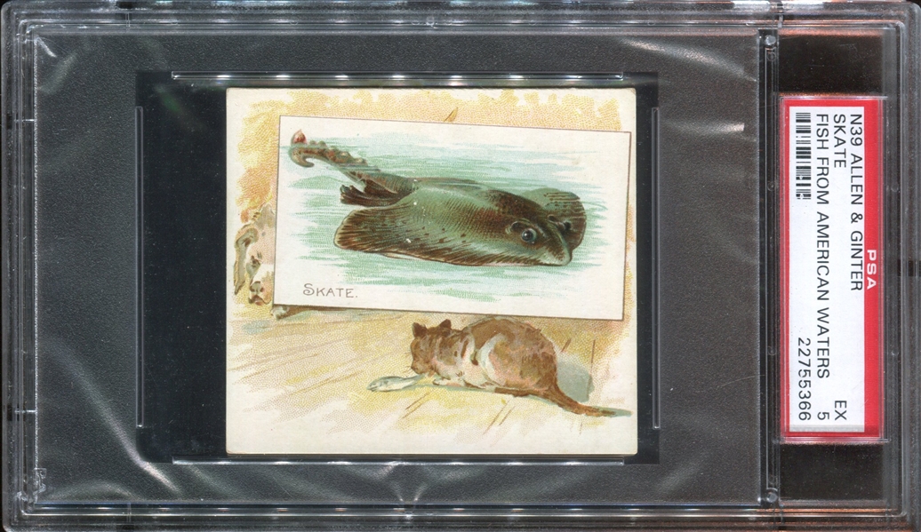 N39 Allen & Ginter Fish from American Waters Skate PSA5 EX