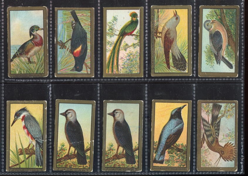 T42 Bird Series (Gold Border) Mixed Back Lot of (47) Cards