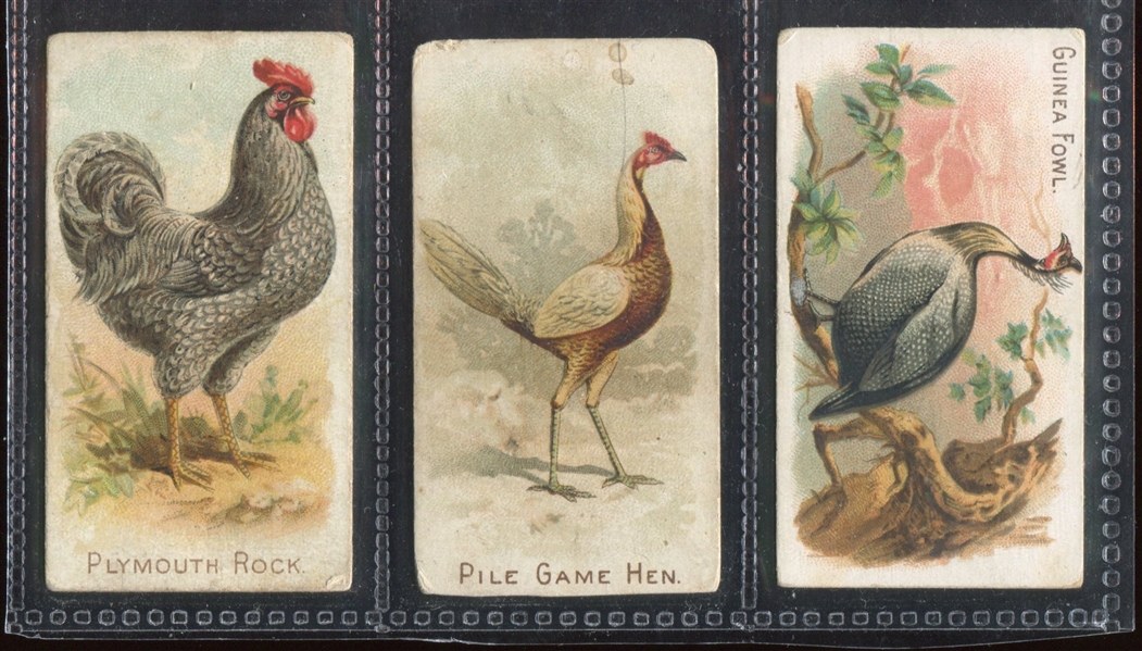 N20 Allen & Ginter Prize and Game Chickens Lot of (3) Cards