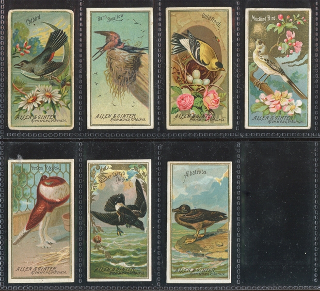 N4 Allen & Ginter Birds of America Lot of (7) Cards
