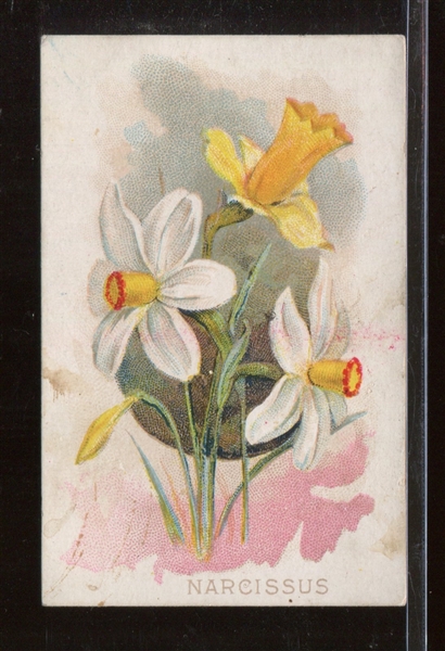N569 E. T. Pilkington Fruits and Flowers Narcissus Flower Type Card