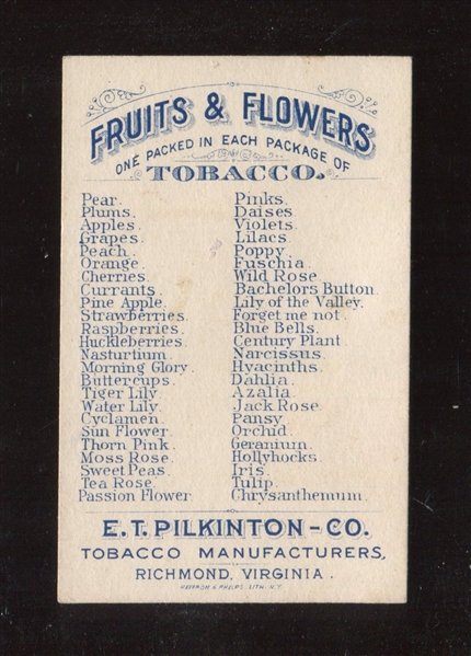 N569 Pilkington Cigarettes Forget-Me-Not NM Type Card