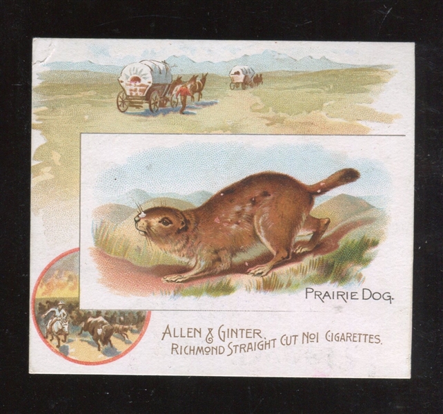 N41 Allen & Ginter Quadrupeds Lot of (3) Different Cards