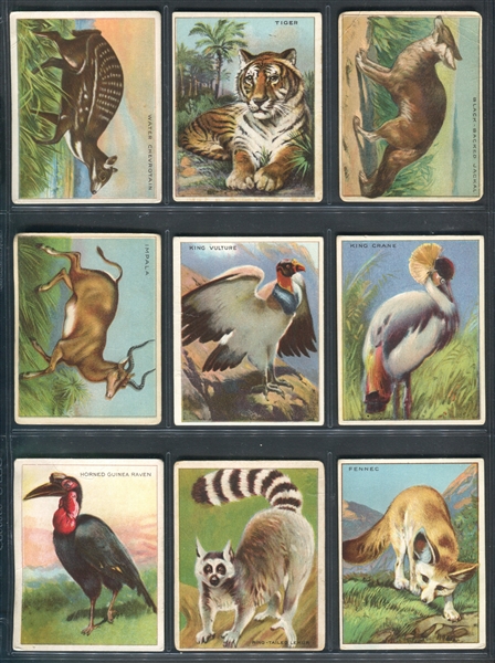 T29 Hassan Cigarettes Animal Series Lot of (47) Cards