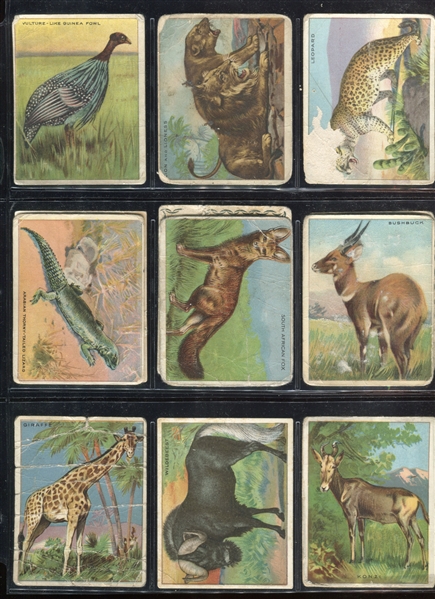 T29 Hassan Animals Lot of (67) Cards