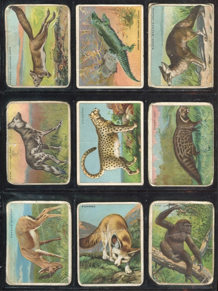 T29 Hassan Animals Lot of (67) Cards