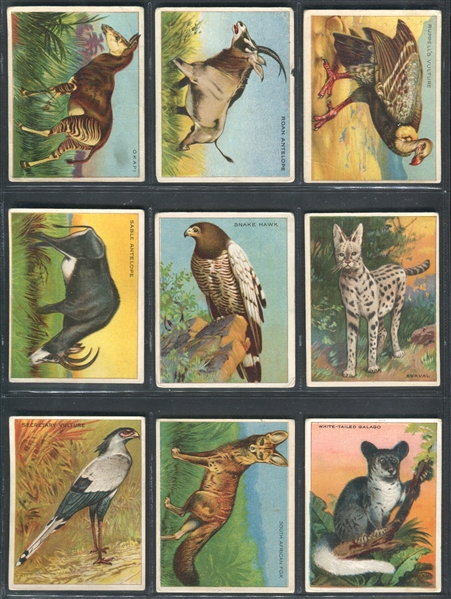 T29 Hassan Cigarettes Animal Series Near Complete Set (79/80) Cards